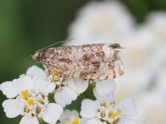 Syricoris