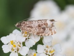 Syricoris