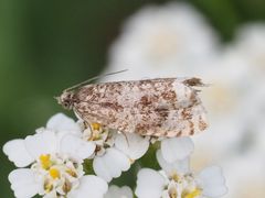 Syricoris