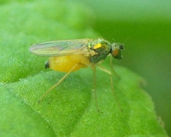 Chrysotimus molliculus