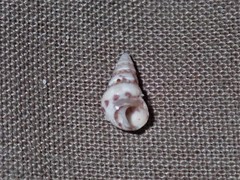 Leiopyrga lineolaris