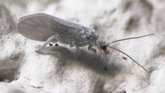 Conwentzia