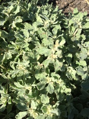 Atriplex muelleri