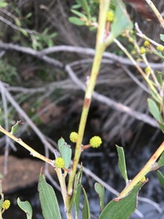 Acacia venulosa