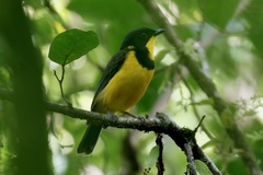 Pachycephala vitiensis