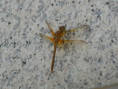 Sympetrum striolatum imitoides