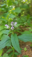 Prunella vulgaris lanceolata