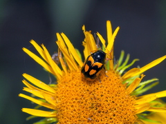 Cryptocephalus anticus