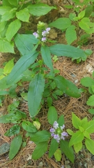 Prunella vulgaris lanceolata