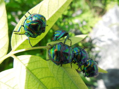 Poecilocoris splendidulus