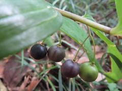 Polygonatum arisanense