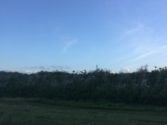 Saccharum spontaneum