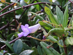 Lysionotus pauciflorus