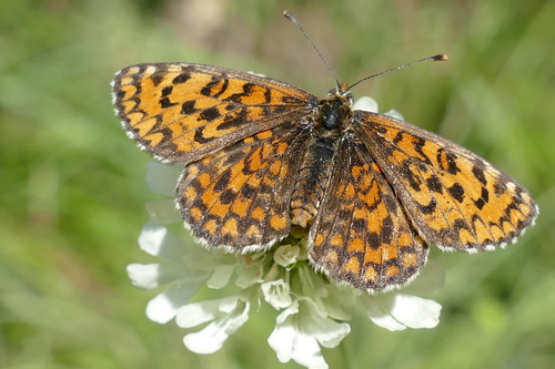 Lesser Spotted Fritillary