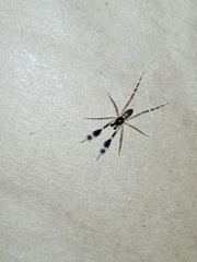 Cycloctenidae