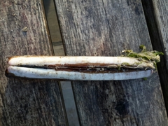 Ensis