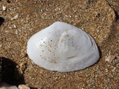 Mactrotoma antecedens