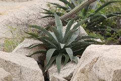 Agave aurea capensis