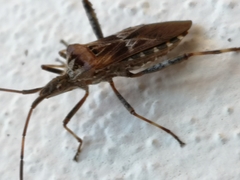 Leptoglossus occidentalis