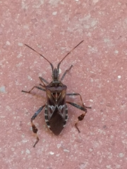 Leptoglossus occidentalis