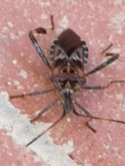 Leptoglossus occidentalis