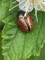 Calligrapha spiraeae