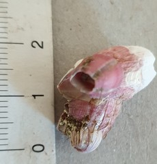 Megabalanus coccopoma