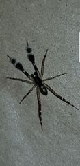Cycloctenidae