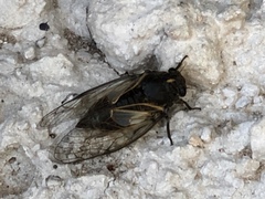 Cicadatra