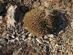 Acantholimon