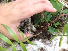 Zamia erosa