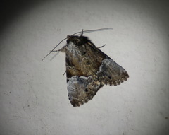 Alophosoma emmelopis