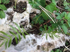 Zamia erosa