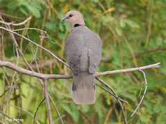 Streptopelia semitorquata