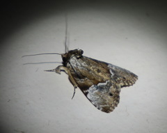 Alophosoma emmelopis