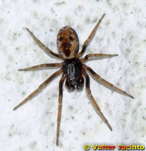 Meshweaver Spider (Bugs of Barr Lake State Park) · iNaturalist