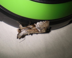 Alophosoma emmelopis