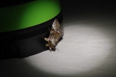 Alophosoma emmelopis