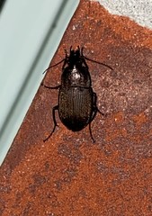 Chlaenius tomentosus