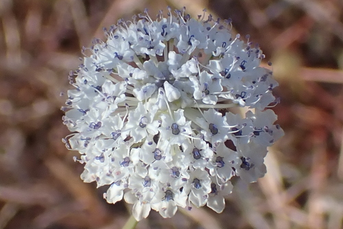 Trachymene bivestita