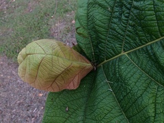 Coccoloba pubescens
