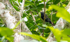 Cercomacra nigricans