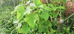 Jatropha curcas