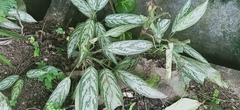 Aglaonema