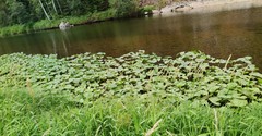 Petasites radiatus