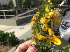 Senna polyphylla