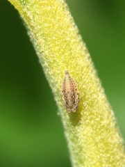 Megophthalminae