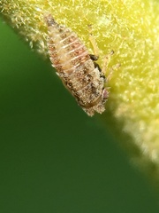 Megophthalminae