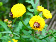 Rhopalomyia tanaceticola