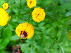 Rhopalomyia tanaceticola